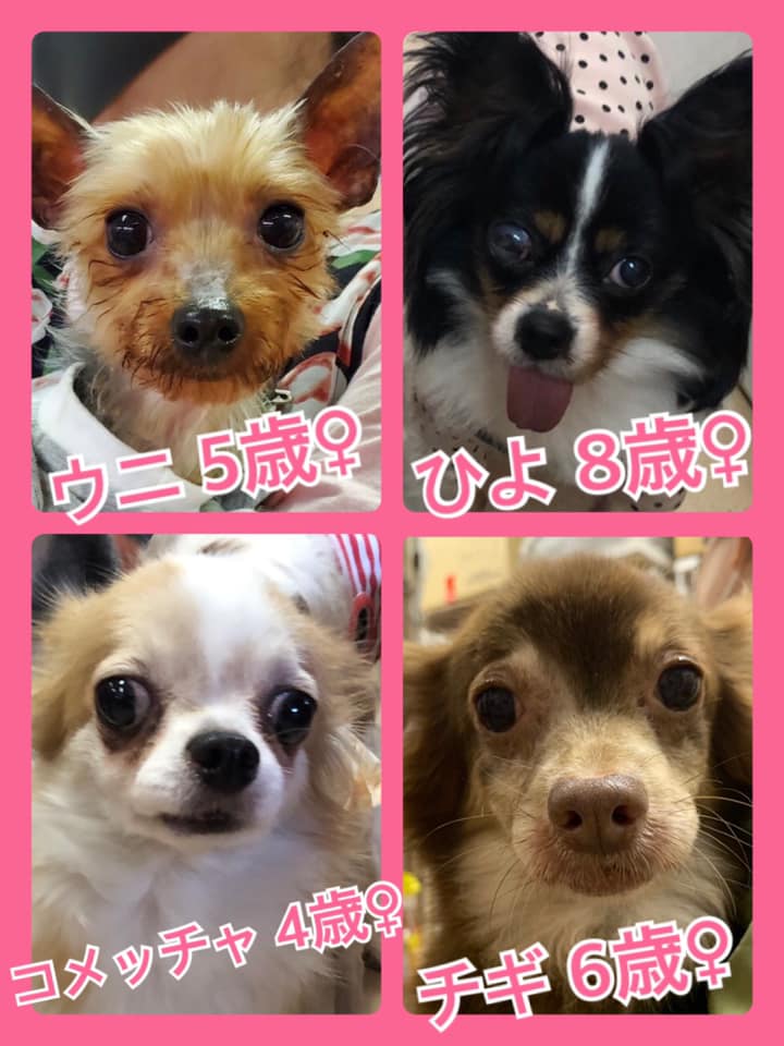 🐾今日の里親様募集中ワンコ🐶メンバーです🐾2020,6,25